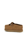 goldenstar mules